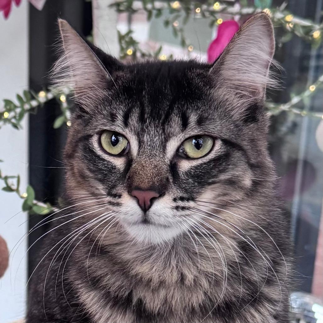 Gilbert, Adoptable, Young Male Domestic Medium Hair.