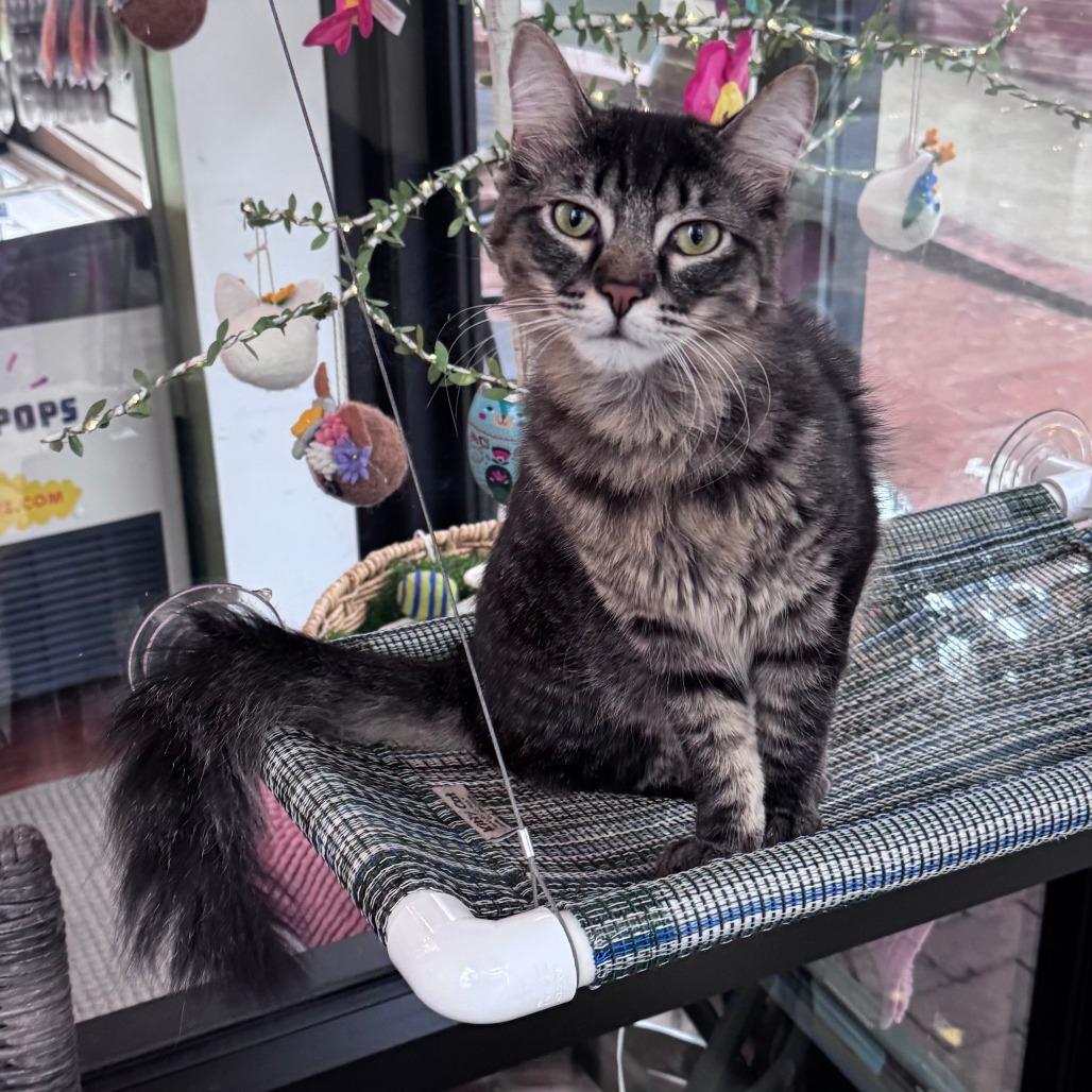 Enlarge Gilbert, a Adoptable Domestic Medium Hair in Chapel Hill, NC image 2/5