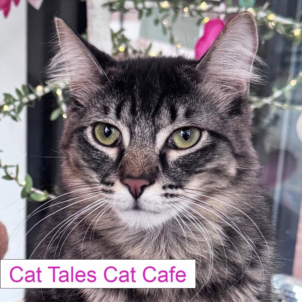 Enlarge Gilbert, a Adoptable Domestic Medium Hair in Chapel Hill, NC image 3/5