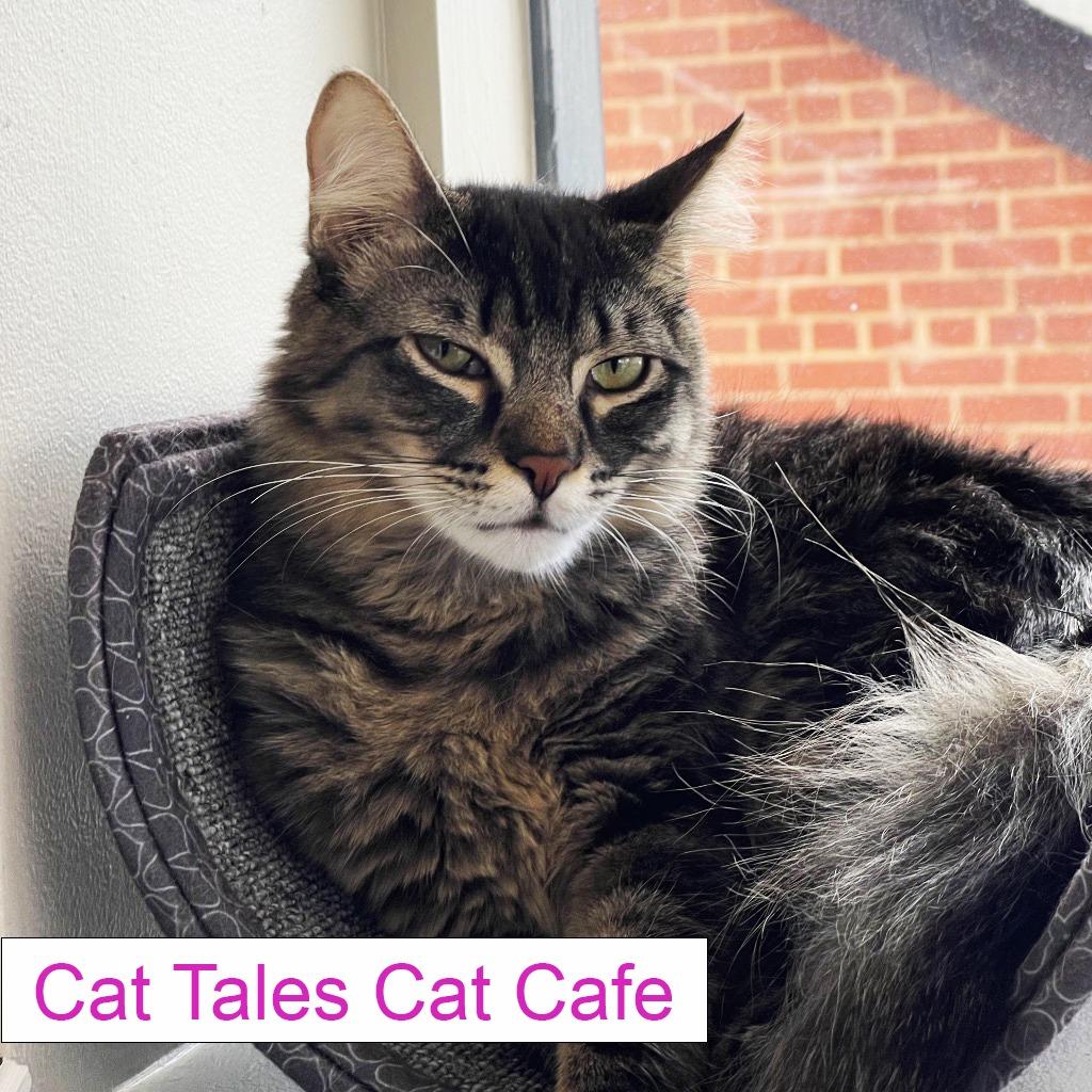 Enlarge Gilbert, a Adoptable Domestic Medium Hair in Chapel Hill, NC image 4/5