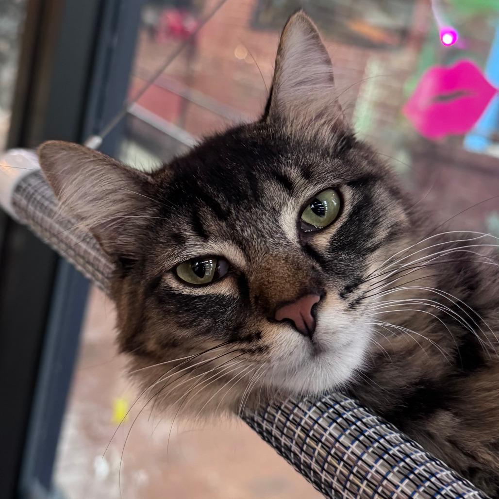 Enlarge Gilbert, a Adoptable Domestic Medium Hair in Chapel Hill, NC image 5/5