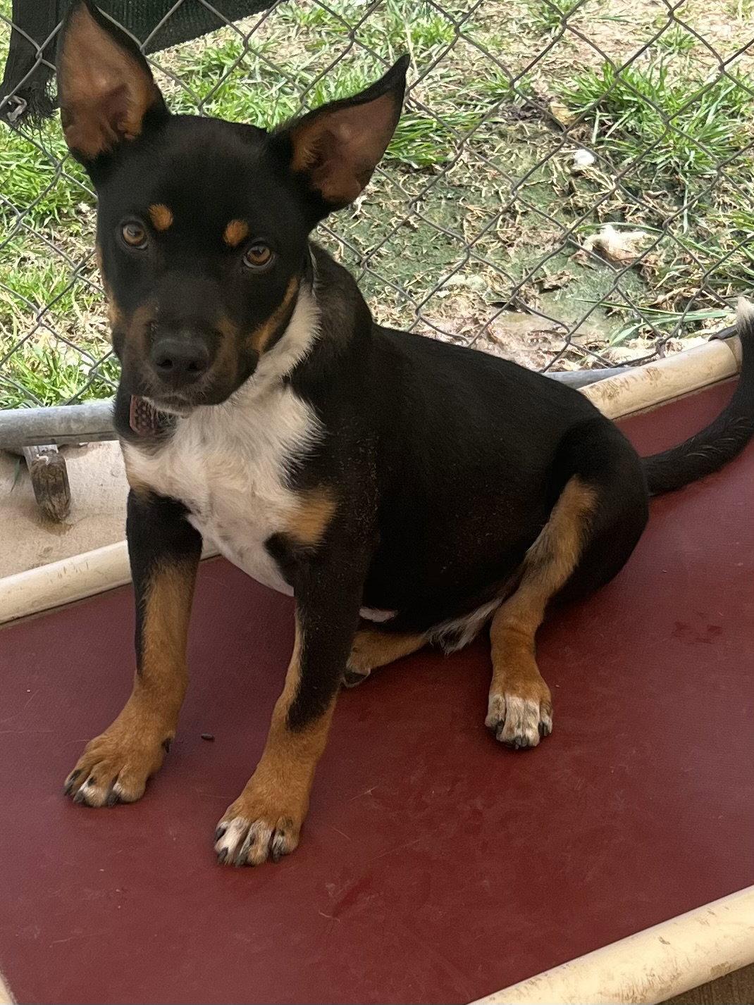 Enlarge Snoopy, a Adopted mixed breed in Pipe Creek, TX image 1/1