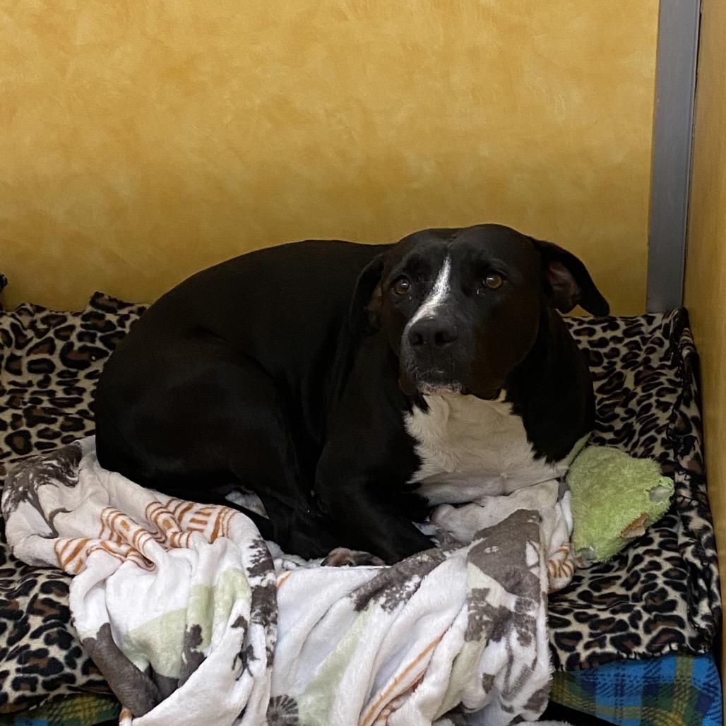 Navey, a Adoptable Pit Bull Terrier in Grand Junction, CO image 2/3