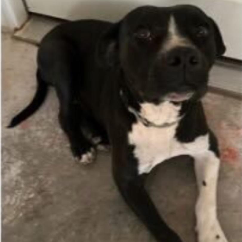 Navey, a Adoptable Pit Bull Terrier in Grand Junction, CO image 3/3