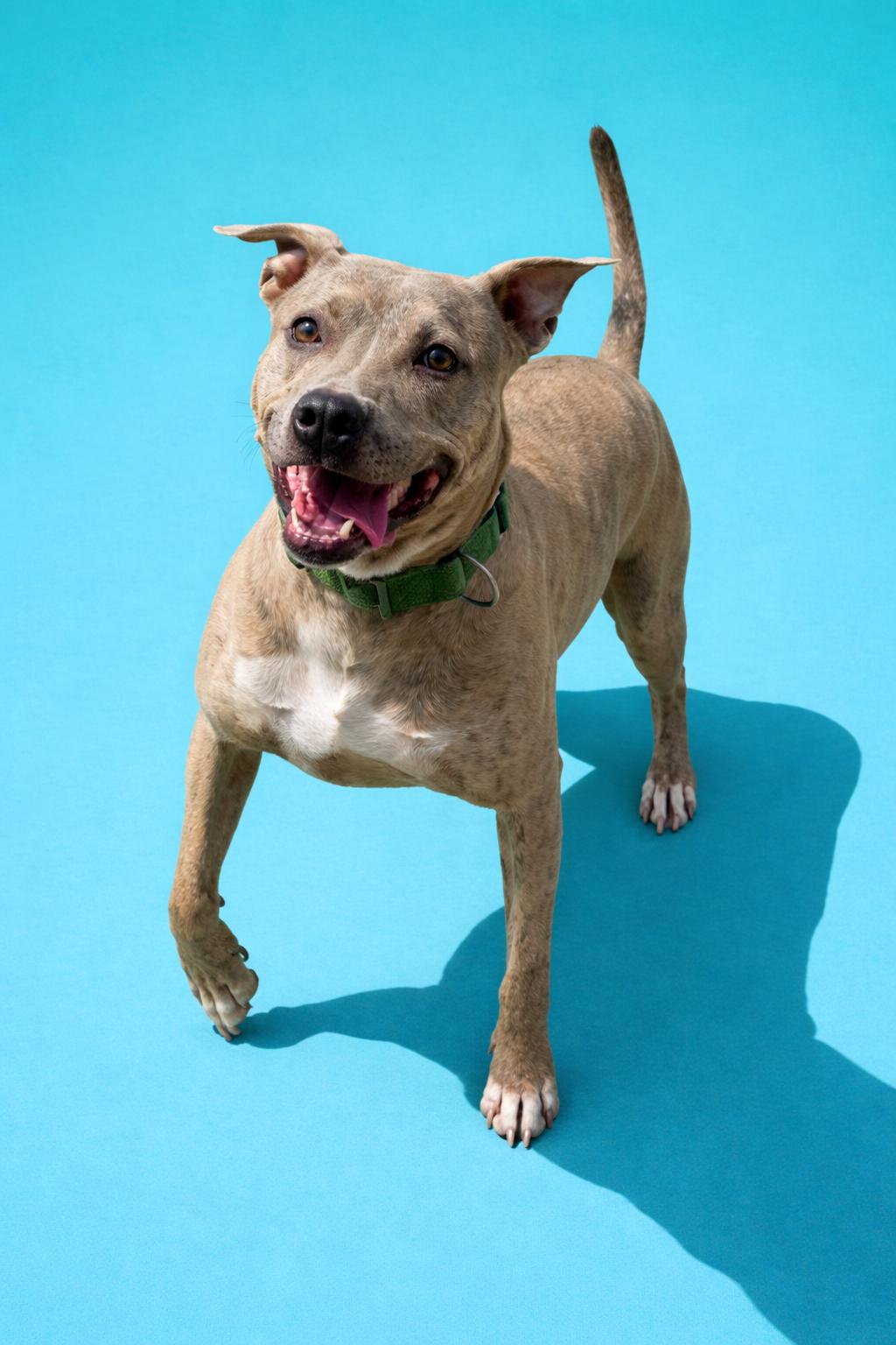 Taz, Adoptable, Adult Male Pit Bull Terrier.