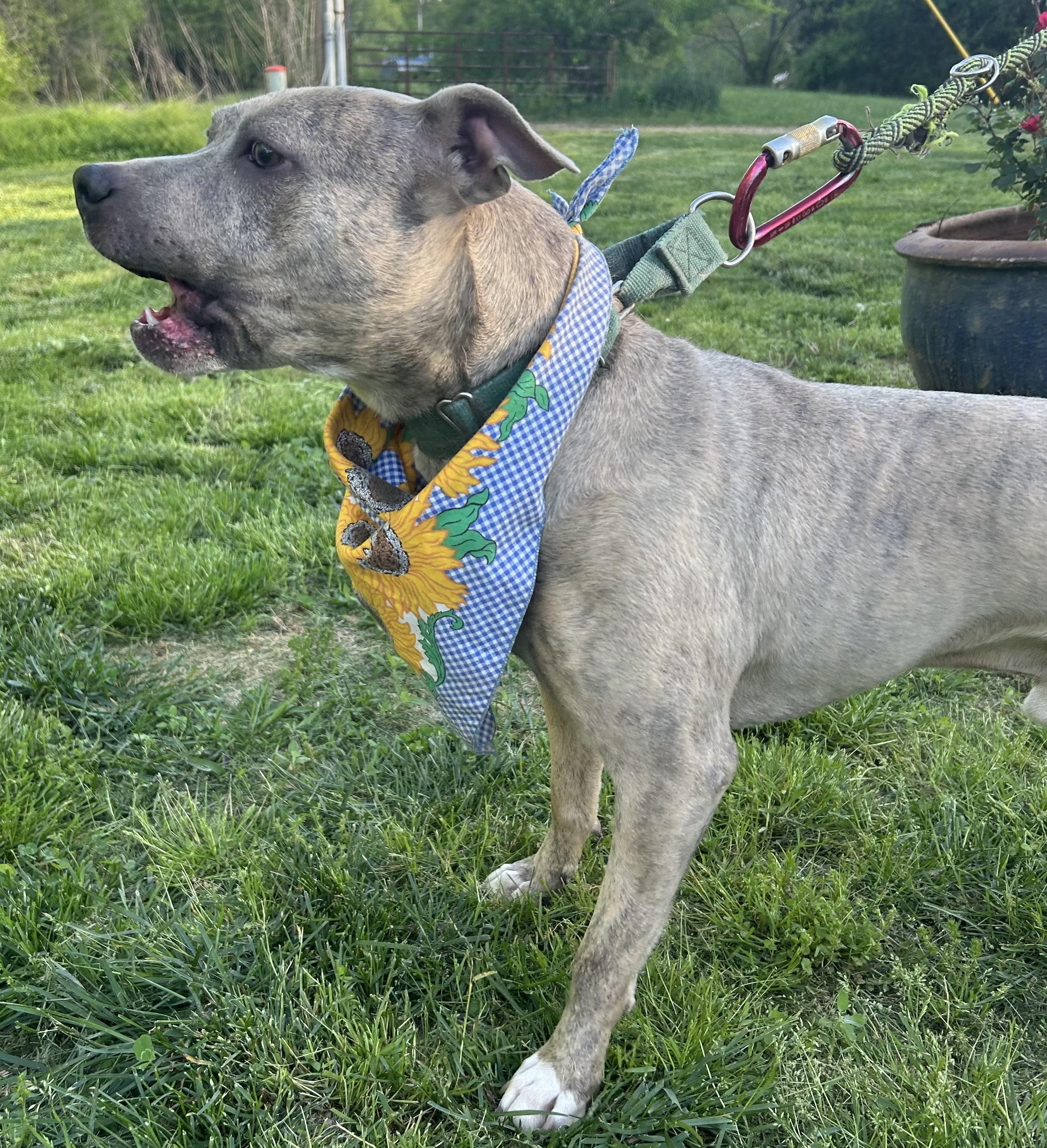 Enlarge Taz, a Adoptable Pit Bull Terrier in Yakima, WA image 2/2