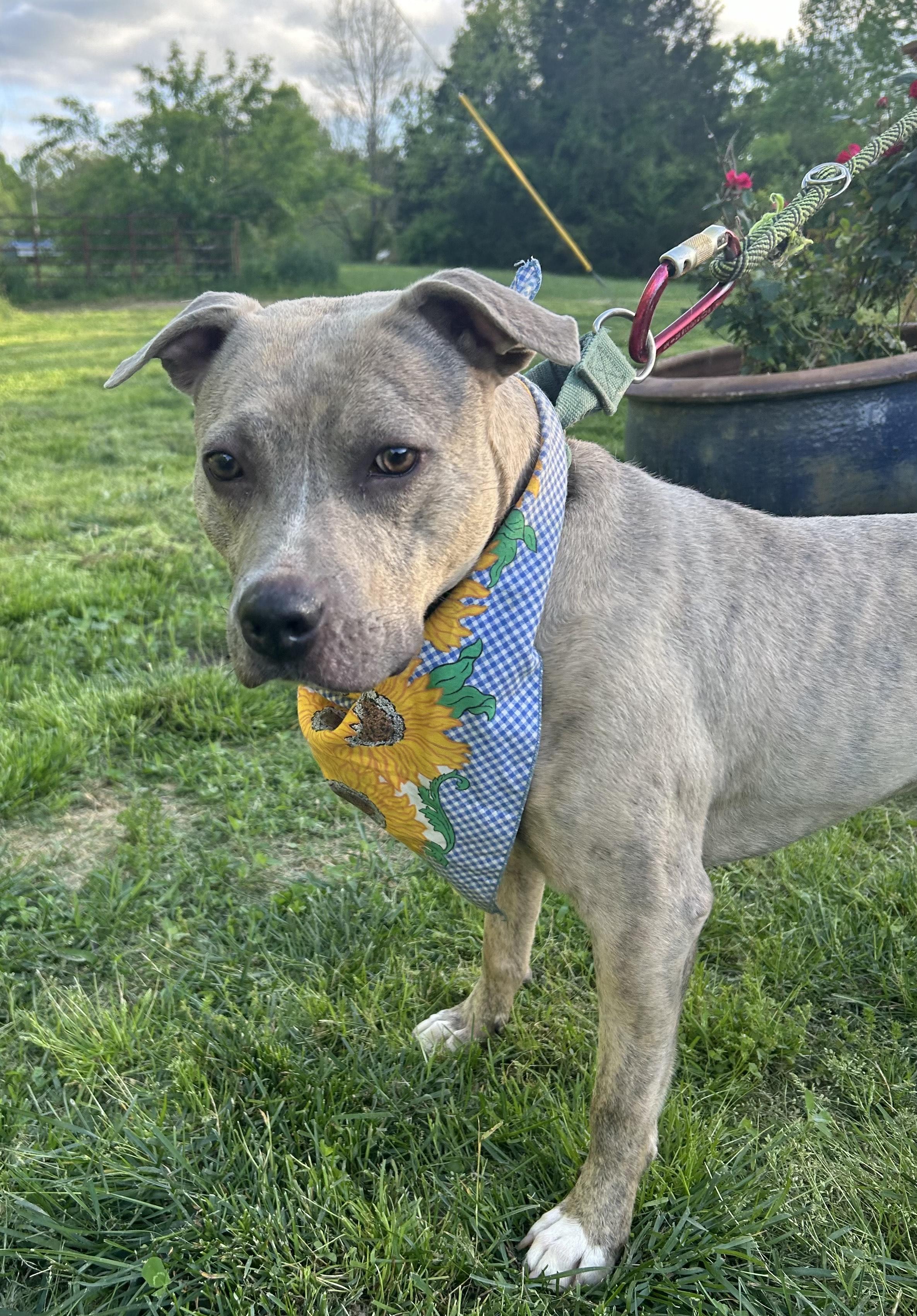 Enlarge Taz, a Adoptable Pit Bull Terrier in Yakima, WA image 1/2