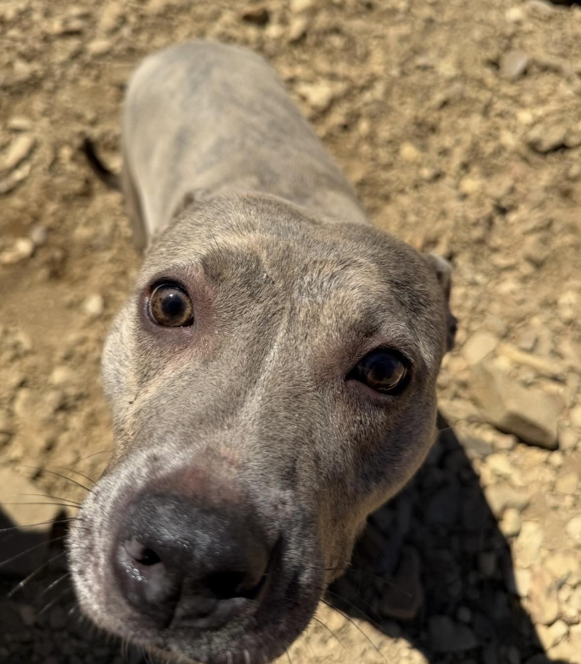 Enlarge Taz, a Adoptable Pit Bull Terrier in Scottsville, KY image 4/4