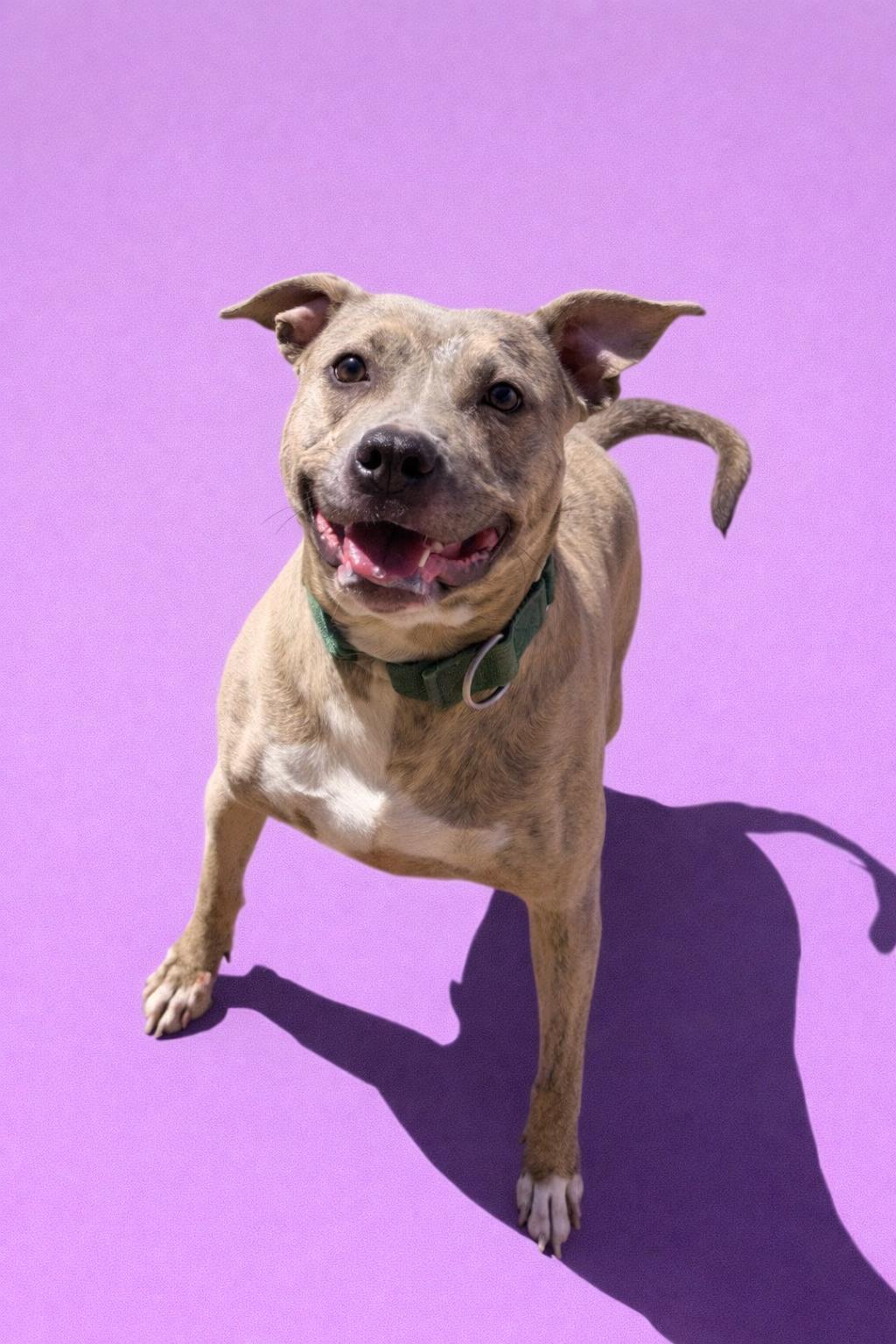 Enlarge Taz, a Adoptable Pit Bull Terrier in Scottsville, KY image 2/4
