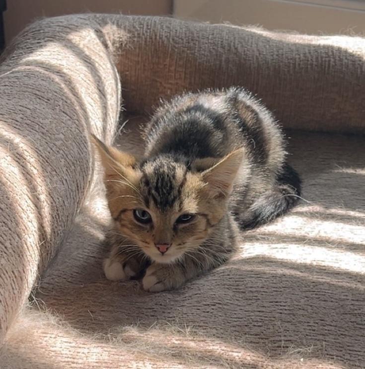 White Claw, Adoptable, Kitten Male Domestic Short Hair.