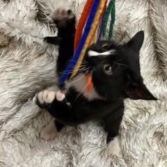 Siegfried — thumbnail 3