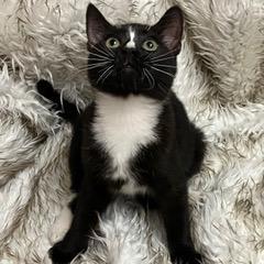 Siegfried — thumbnail 4