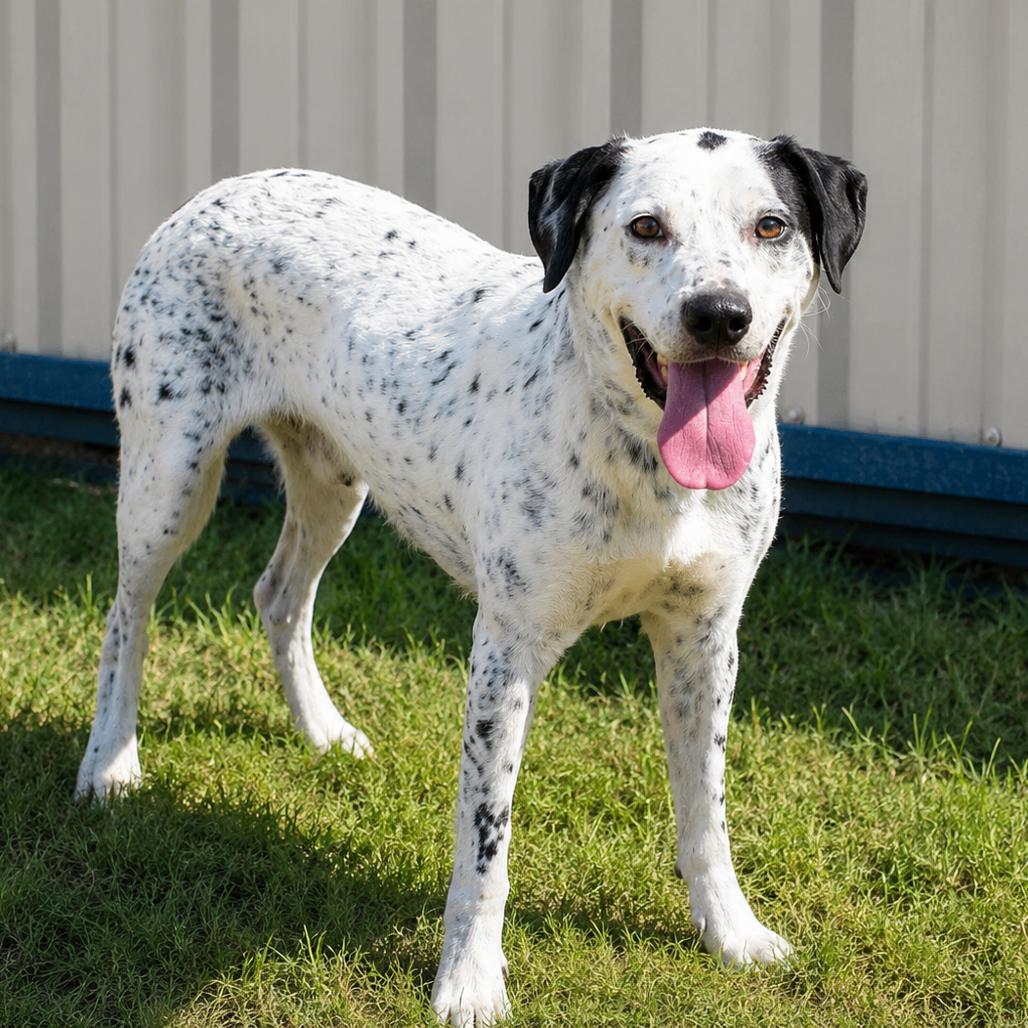 Pongo D46249, Adoptable, Adult Male Pointer & Mixed Breed.