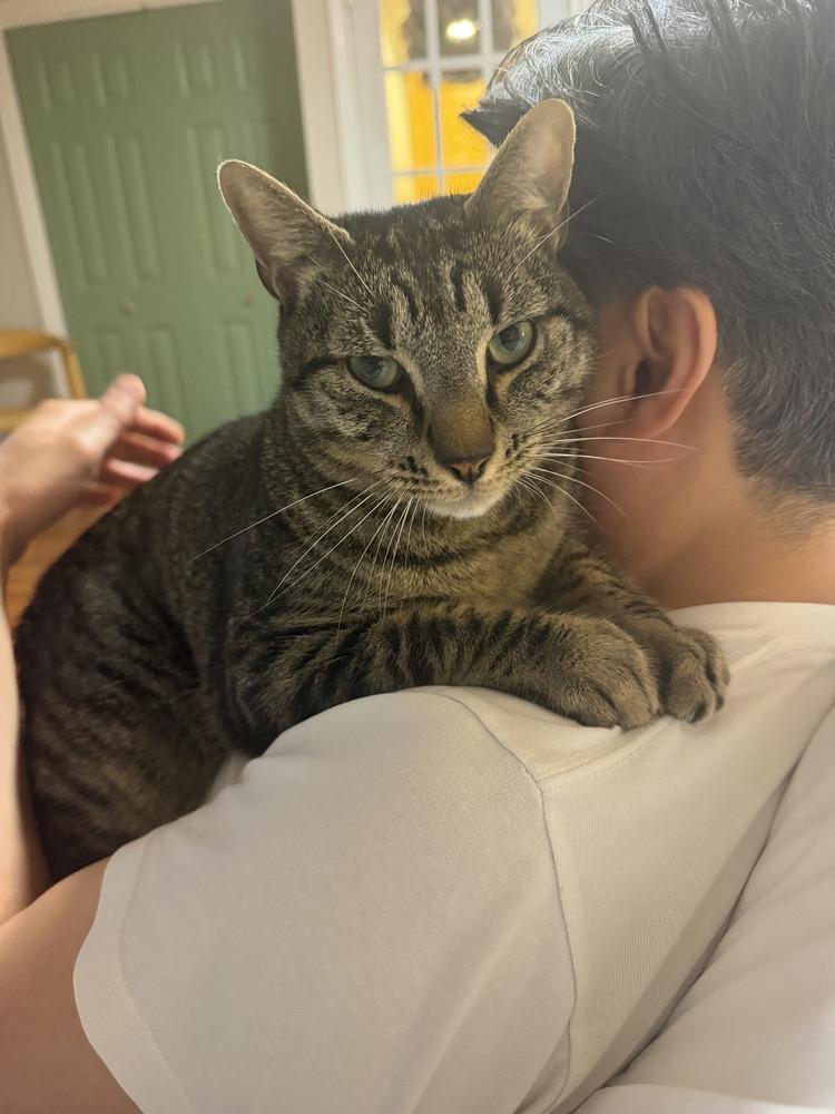 Enlarge Tutu w/ Magnolia, a Adoptable Domestic Short Hair in Duxbury, MA image 1/6
