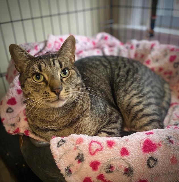 Enlarge Tutu w/ Magnolia, a Adoptable Domestic Short Hair in Duxbury, MA image 3/6