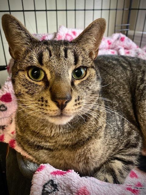 Enlarge Tutu w/ Magnolia, a Adoptable Domestic Short Hair in Duxbury, MA image 4/6