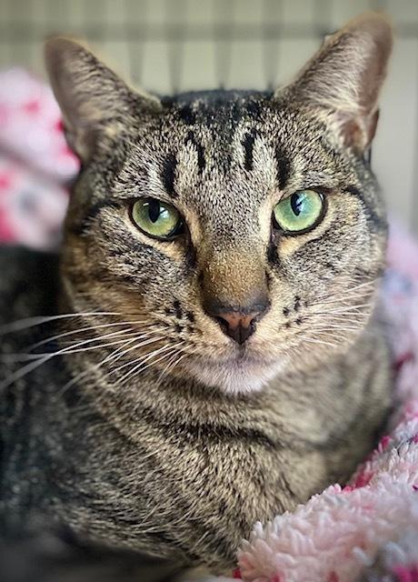 Enlarge Tutu w/ Magnolia, a Adoptable Domestic Short Hair in Duxbury, MA image 6/6