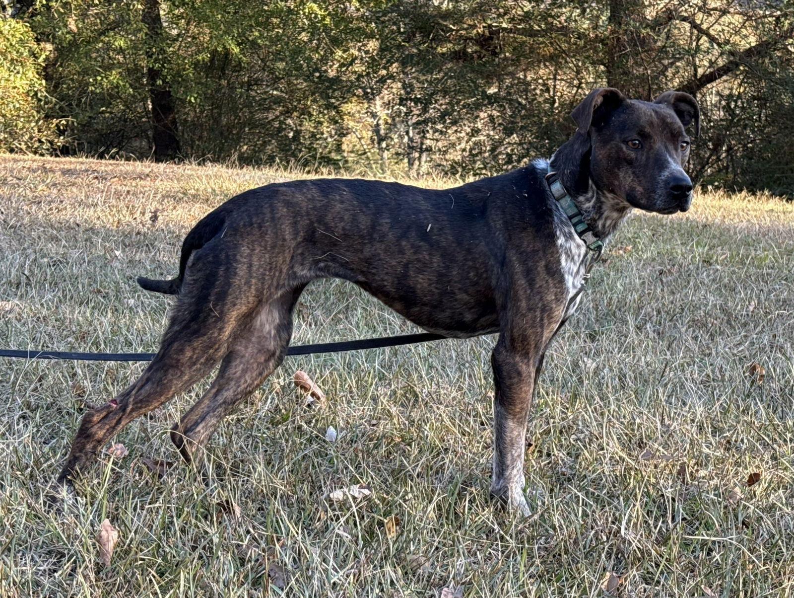 Enlarge Mary Ellen, a Adoptable mixed breed in Attalla, AL image 3/3