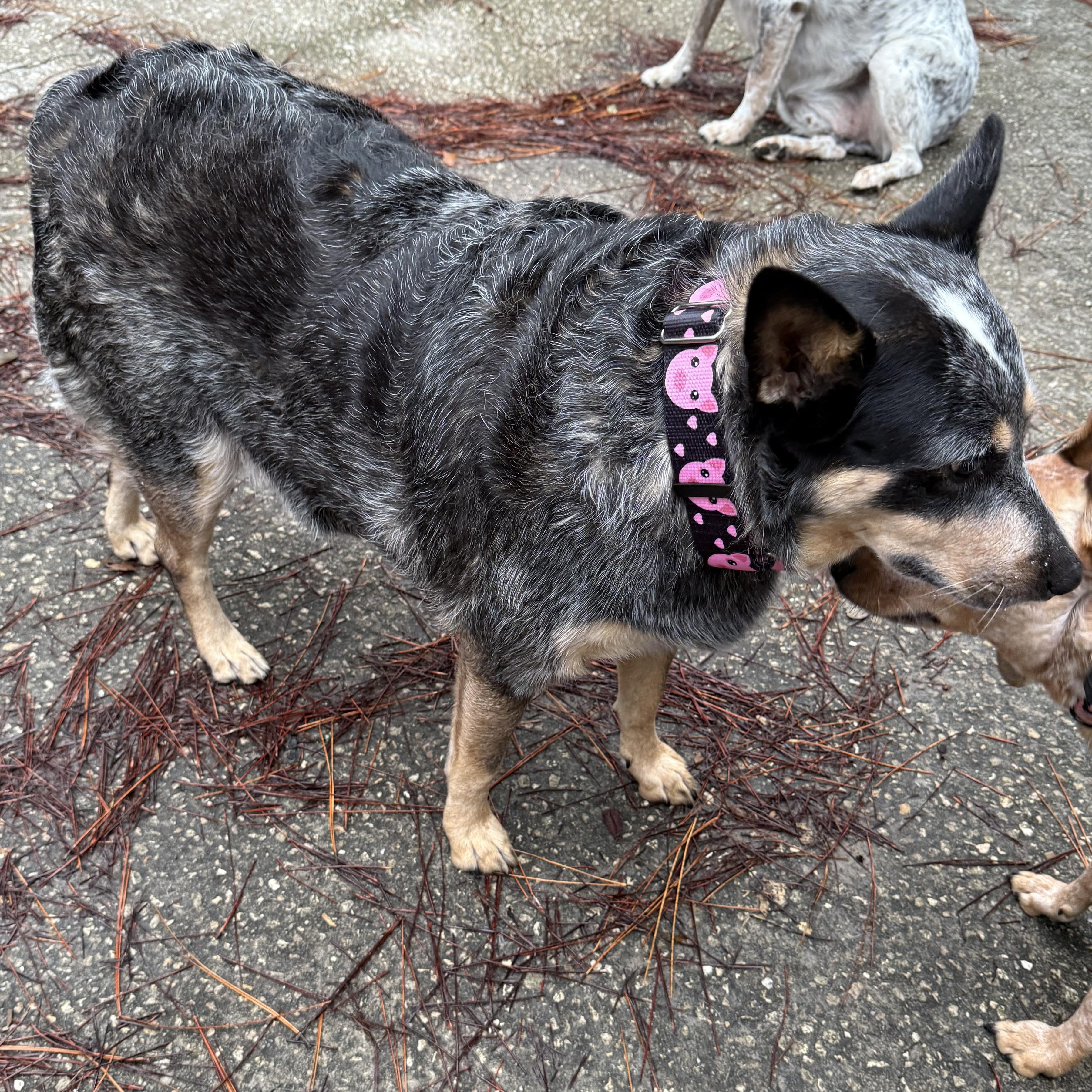Reba, Adoptable, Adult Female Australian Cattle Dog / Blue Heeler.