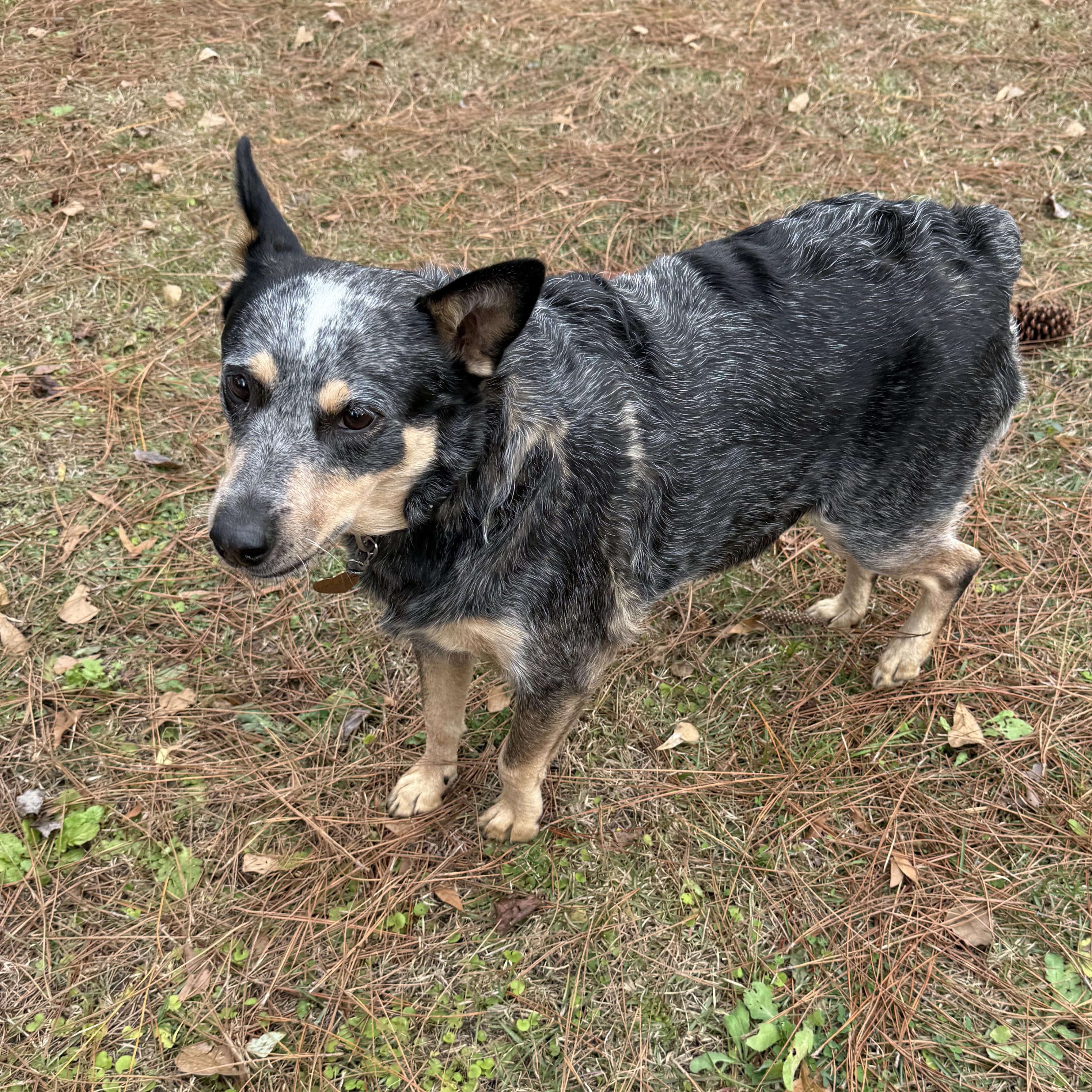 Reba, adopted, Adult Female Australian Cattle Dog / Blue Heeler.