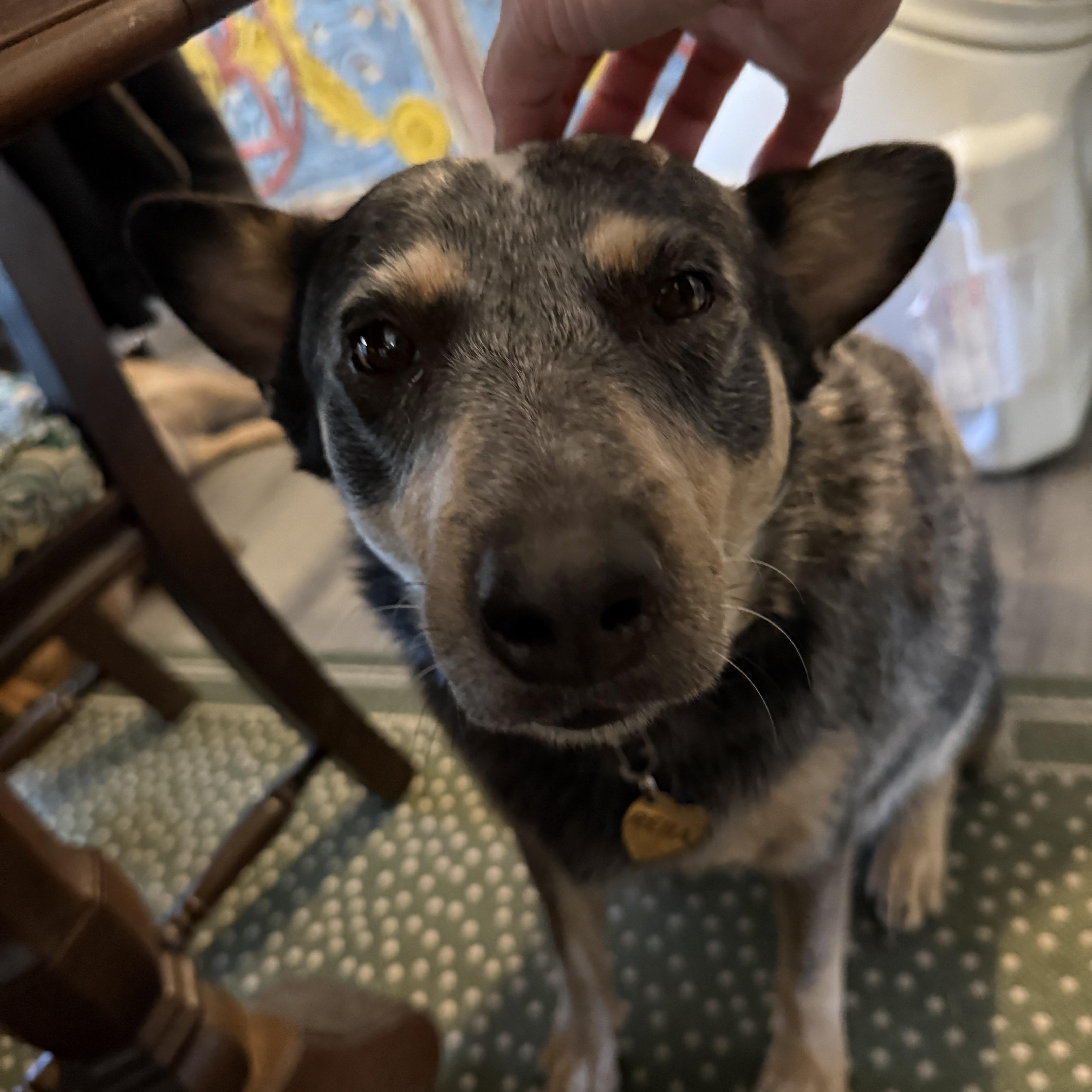 Enlarge Reba, a Adoptable Australian Cattle Dog / Blue Heeler in Folkston, GA image 1/2