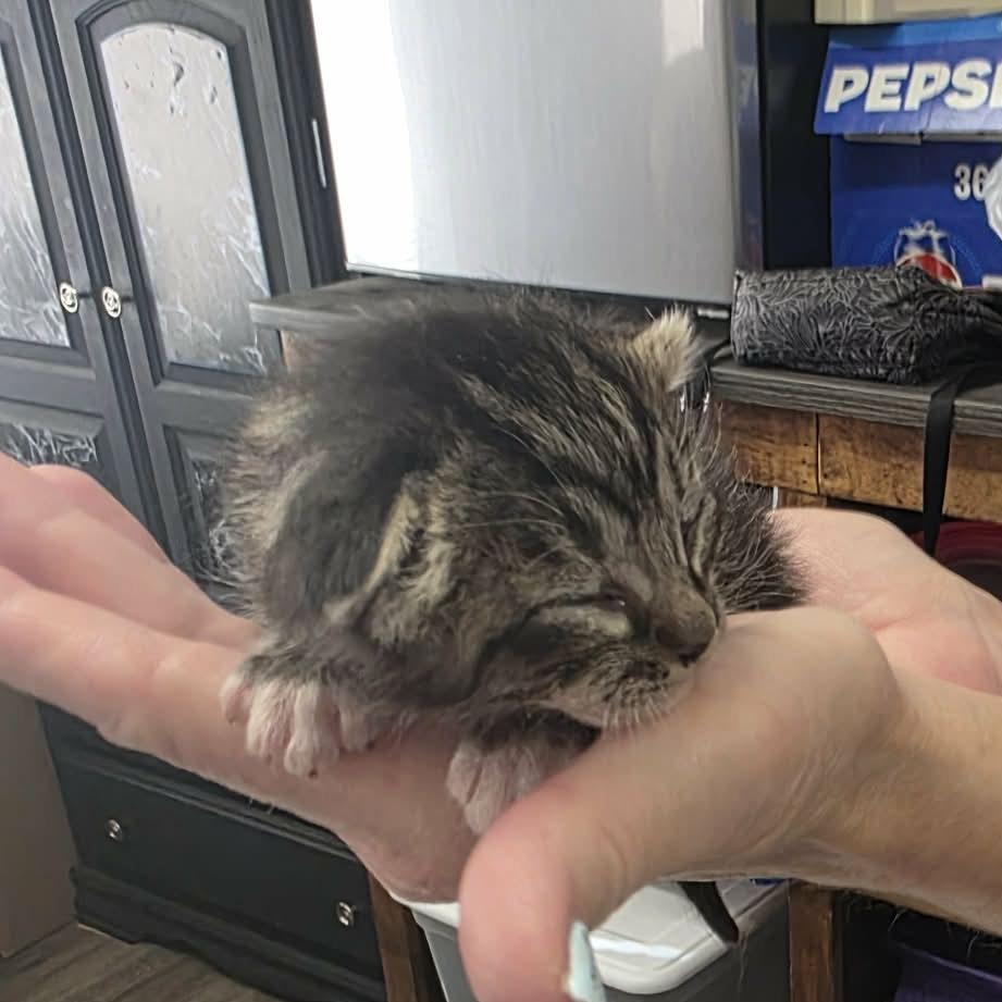 Owl, Adoptable, Kitten Male Domestic Short Hair.