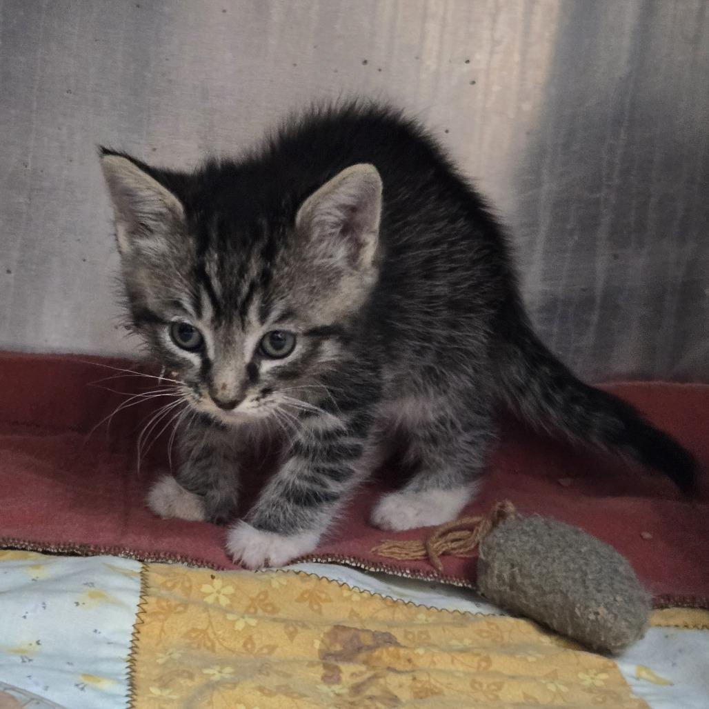 Owl, a Adoptable Domestic Short Hair in Incline Village, NV image 3/4
