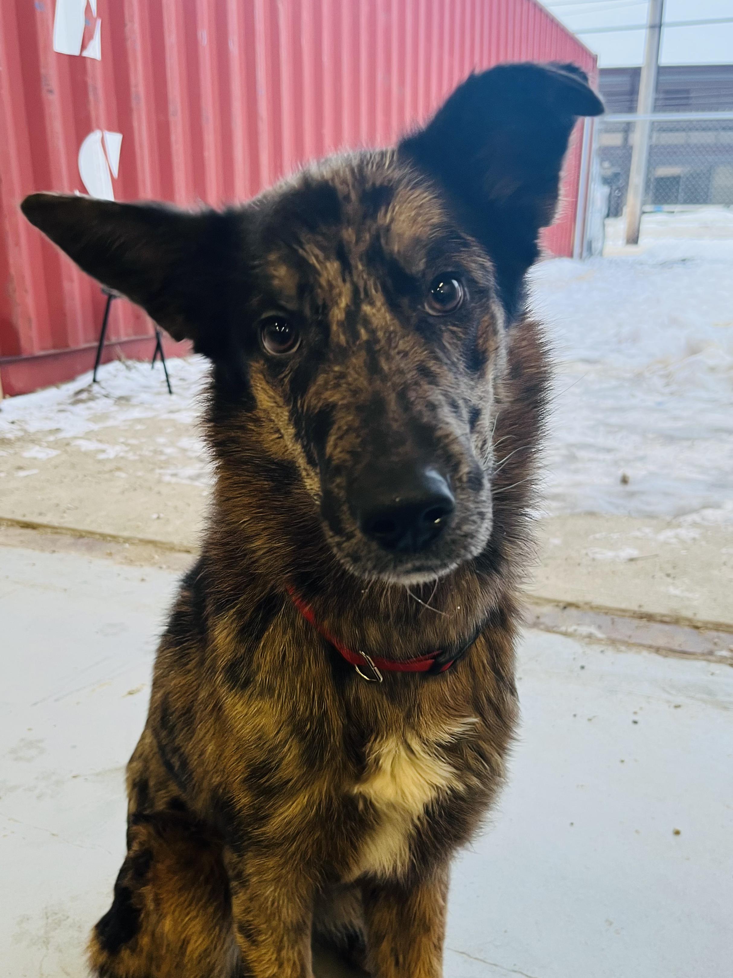 Enlarge Dennis, a ADOPTABLE mixed breed in Edmonton, AB image 3/4