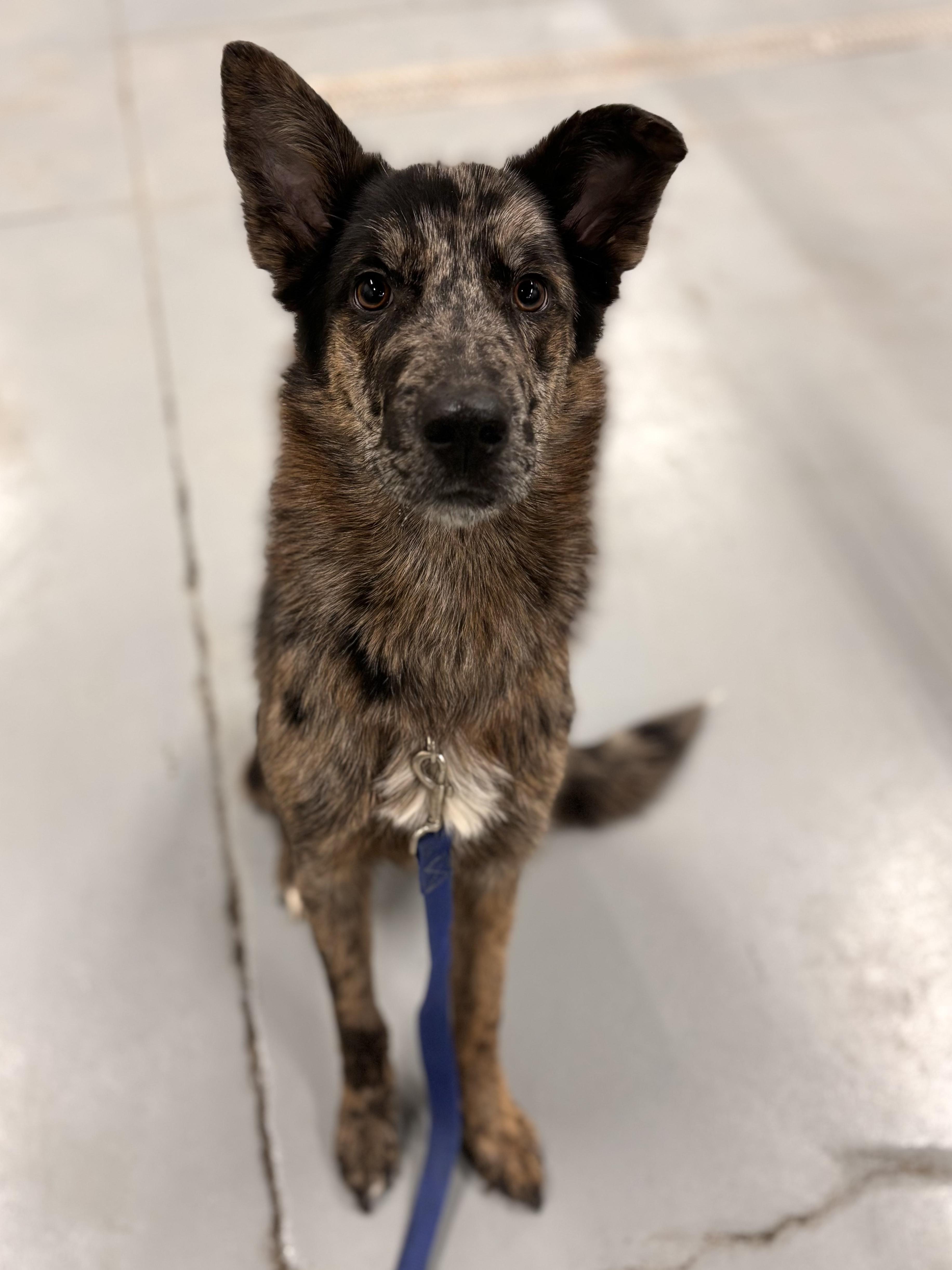 Enlarge Dennis, a ADOPTABLE mixed breed in Edmonton, AB image 4/4