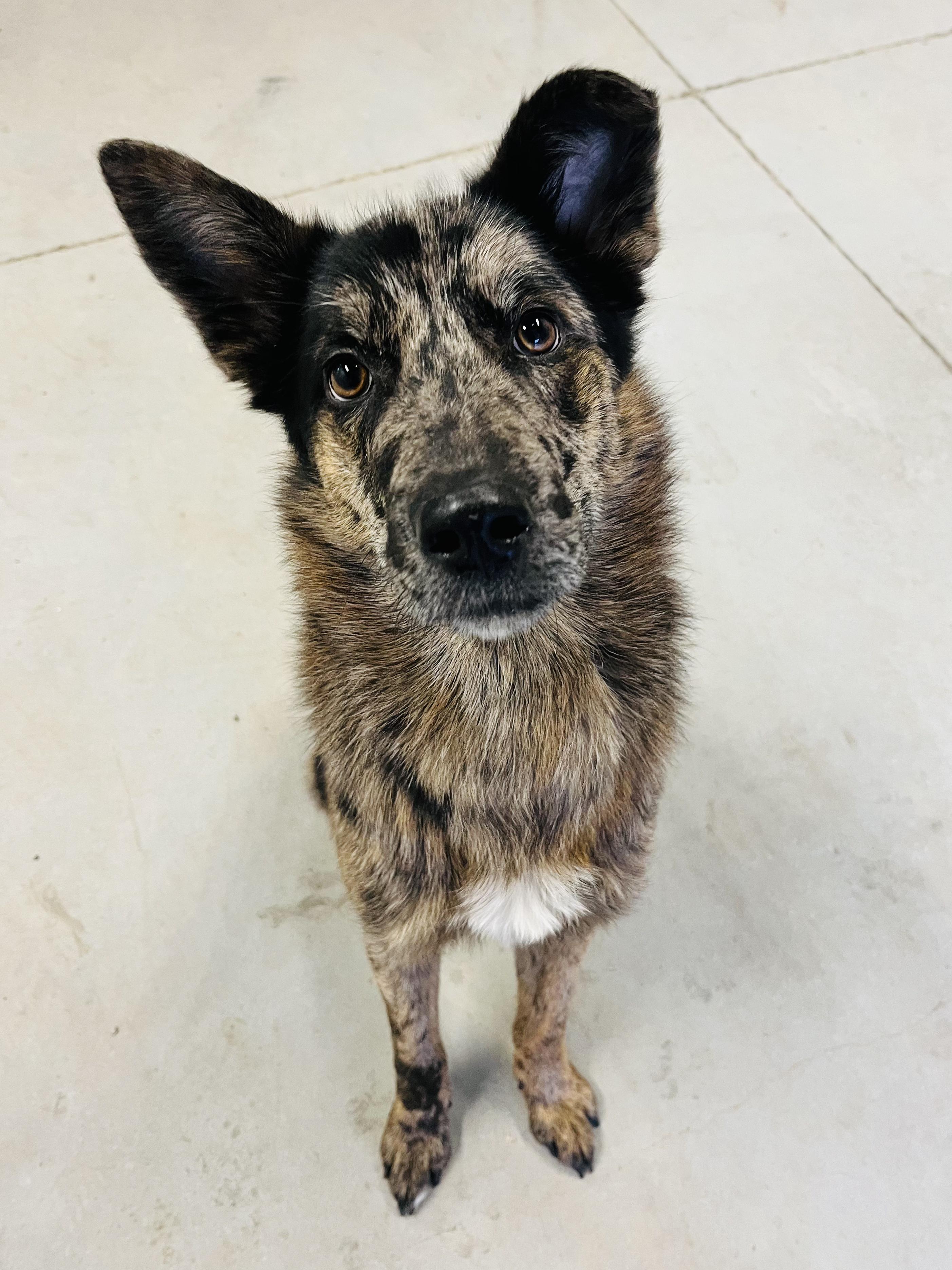 Dennis, ADOPTABLE, Young Male Australian Cattle Dog / Blue Heeler.
