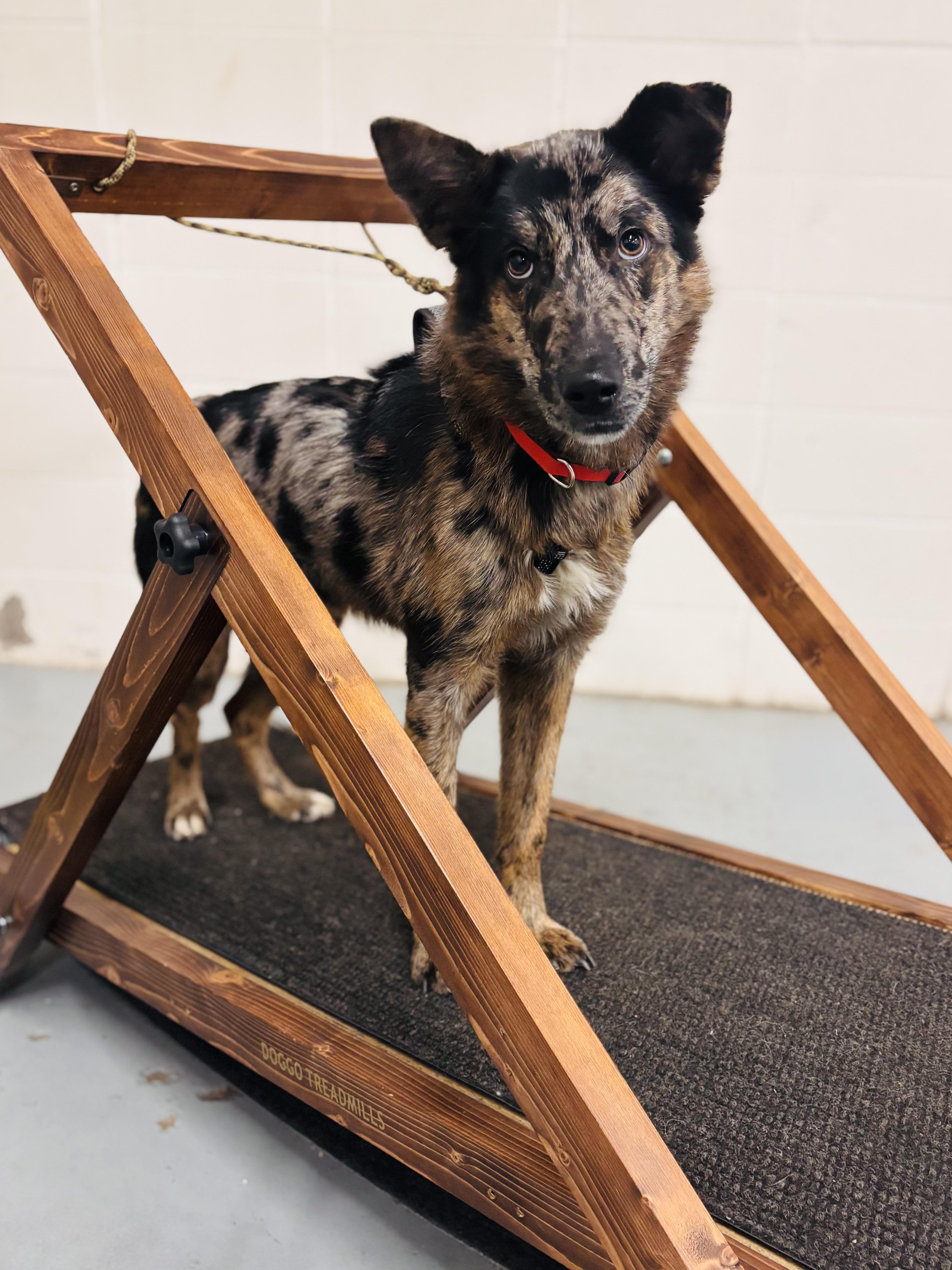 Enlarge Dennis, a ADOPTABLE mixed breed in Edmonton, AB image 2/4