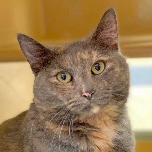 Minque, a Adopted Domestic Short Hair in Fishkill, NY image 1/3