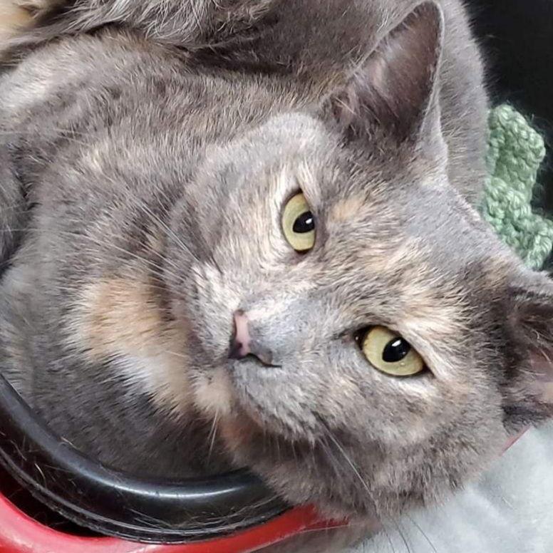 Minque, a Adopted Domestic Short Hair in Fishkill, NY image 2/3