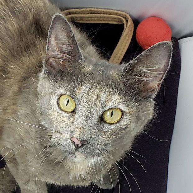 Minque, a Adopted Domestic Short Hair in Fishkill, NY image 3/3