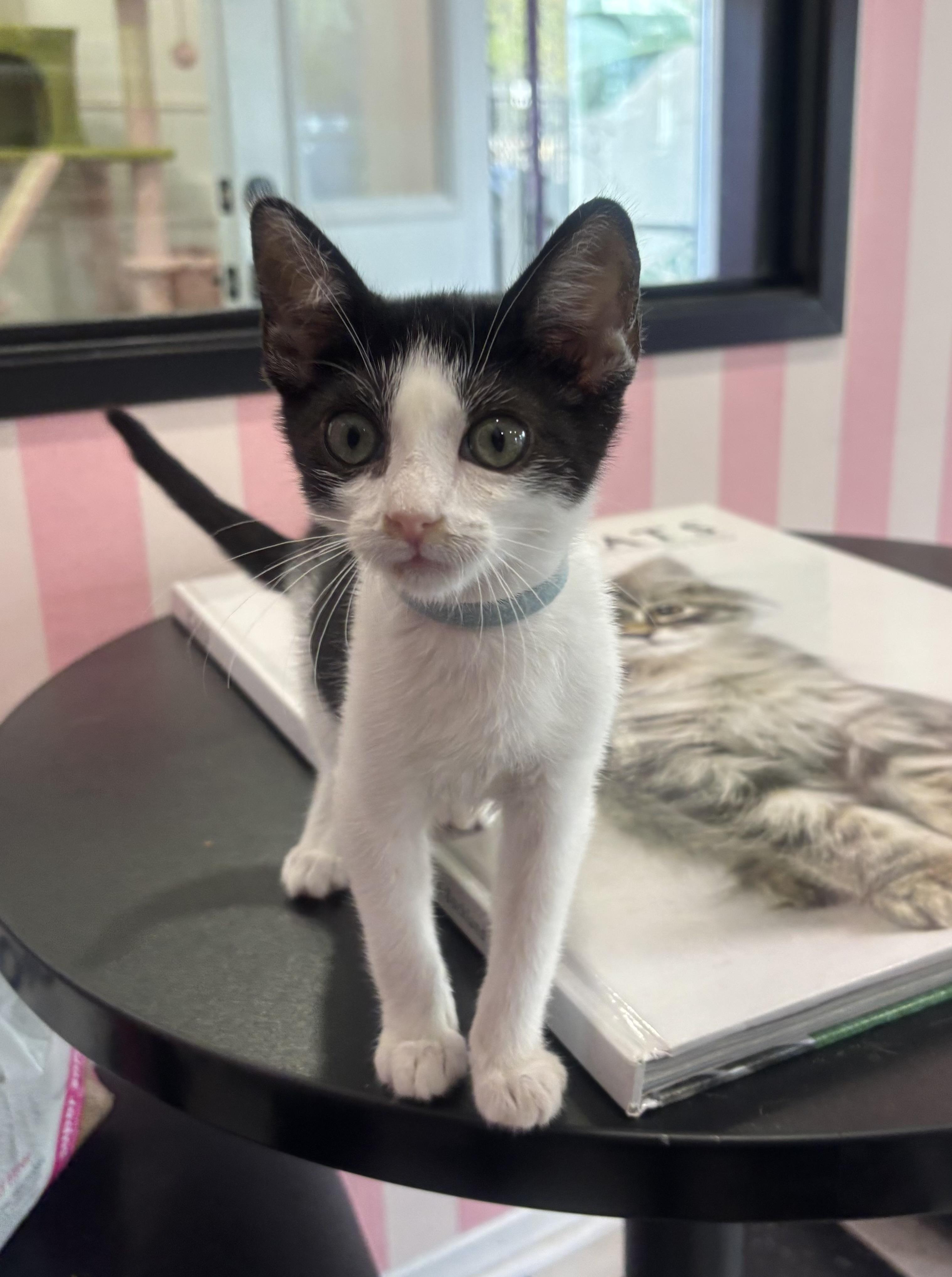 Leo, Baby Male Domestic Short Hair