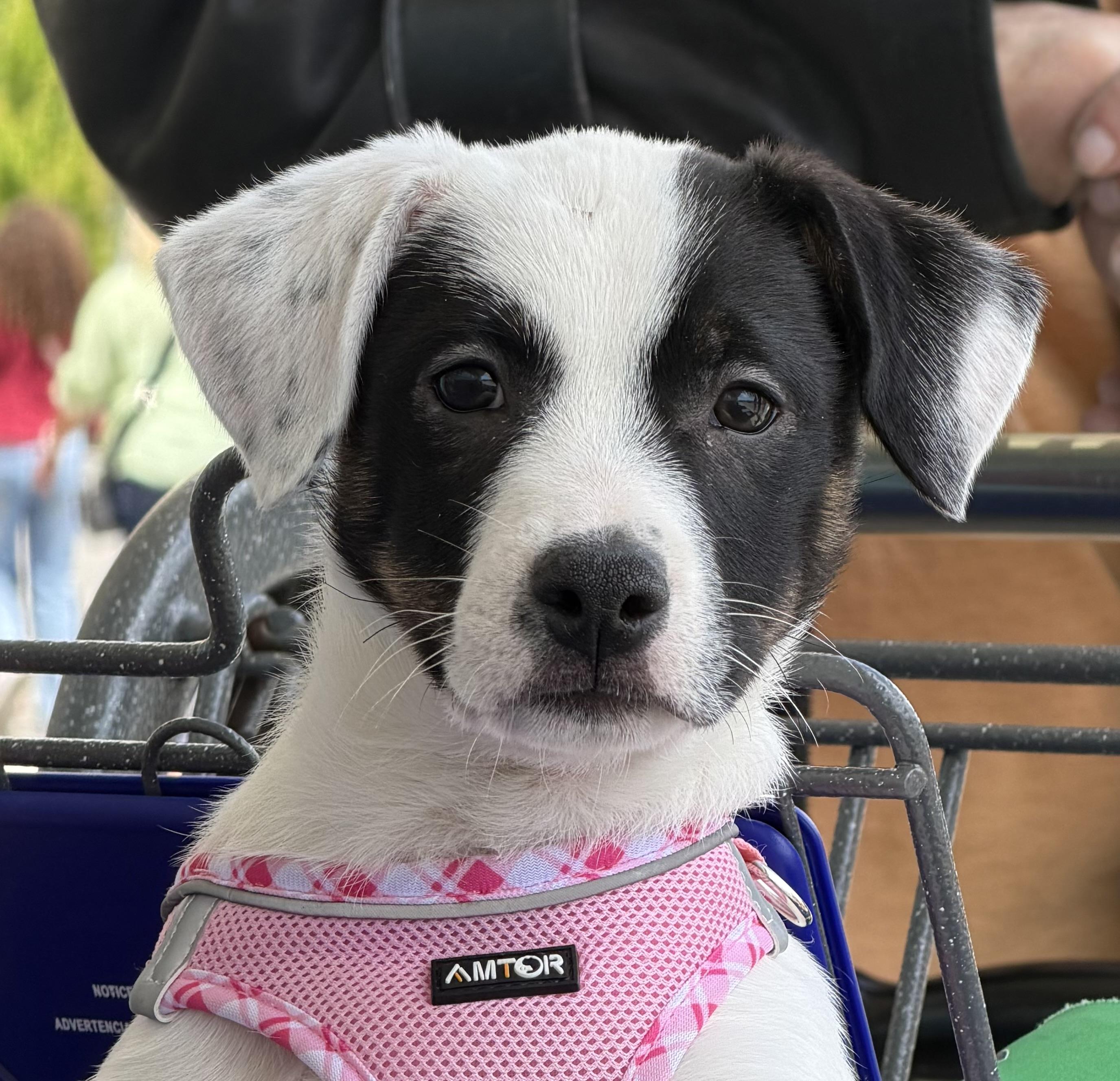 Willow, a Adoptable mixed breed in Toledo, OH image 2/2
