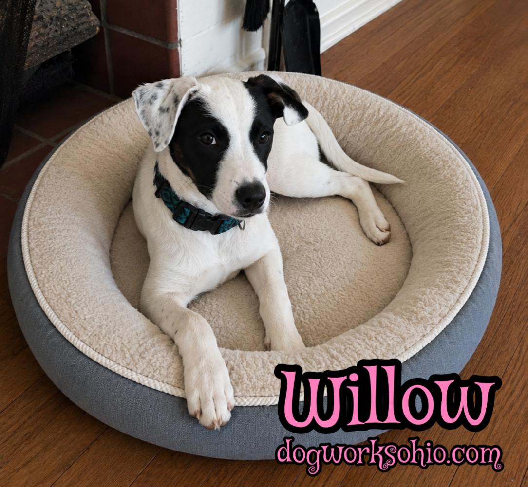 Willow, a Adoptable mixed breed in Toledo, OH image 1/2