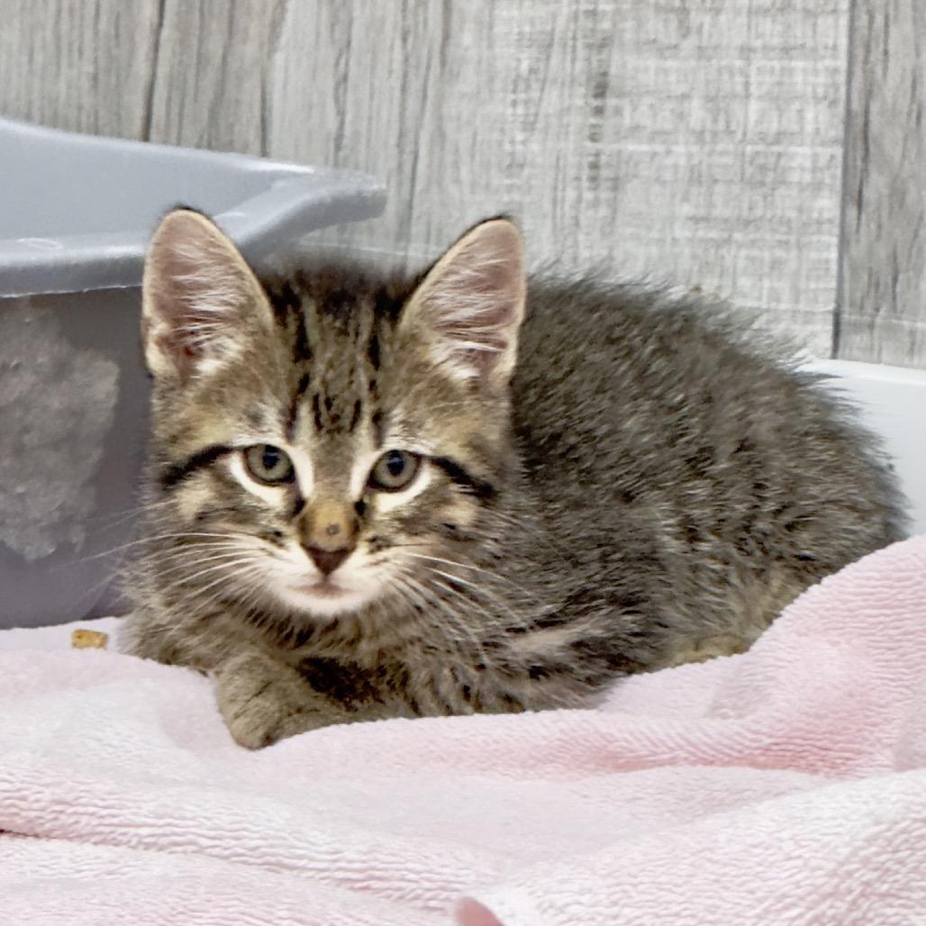 Enlarge Finnick, a Adoptable Domestic Short Hair in Franklin, NC image 1/6