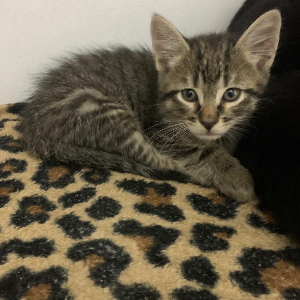 Enlarge Finnick, a Adoptable Domestic Short Hair in Franklin, NC image 2/6