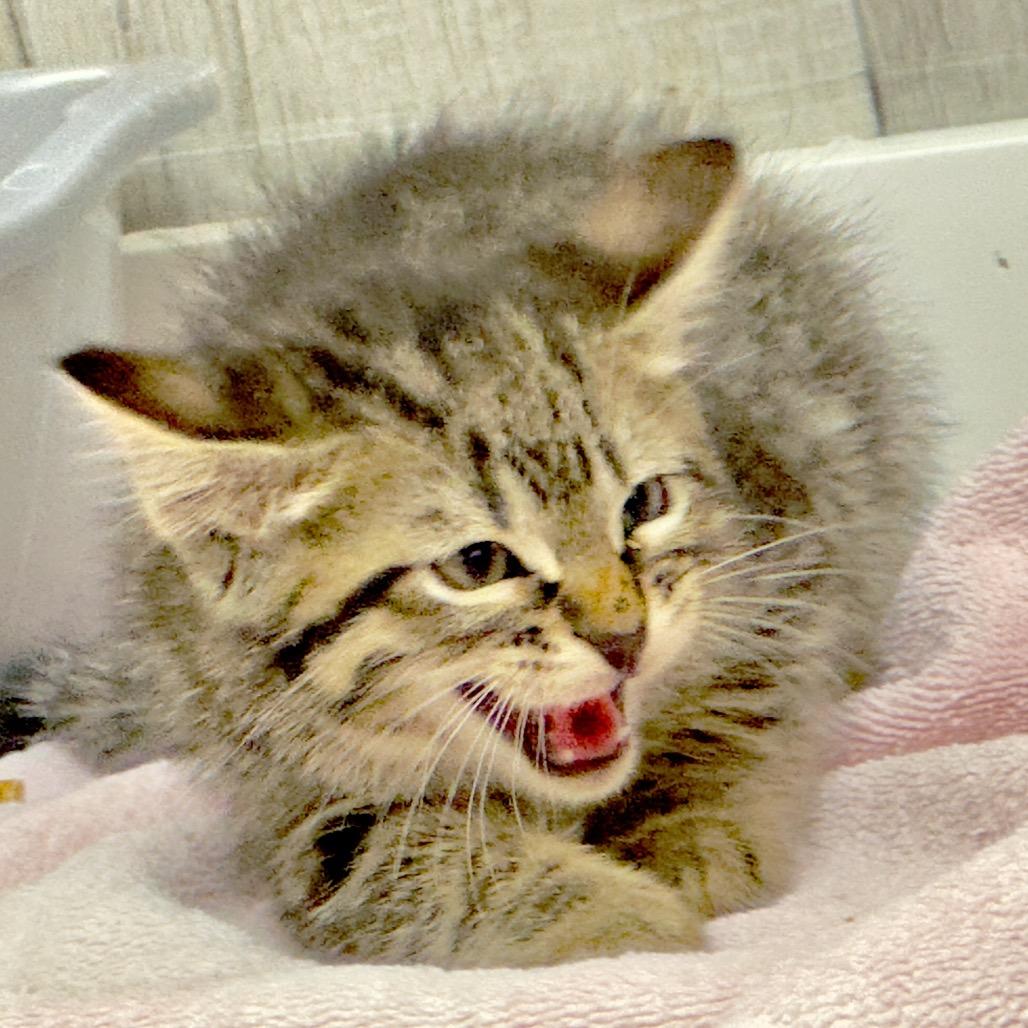 Enlarge Finnick, a Adoptable Domestic Short Hair in Franklin, NC image 3/6