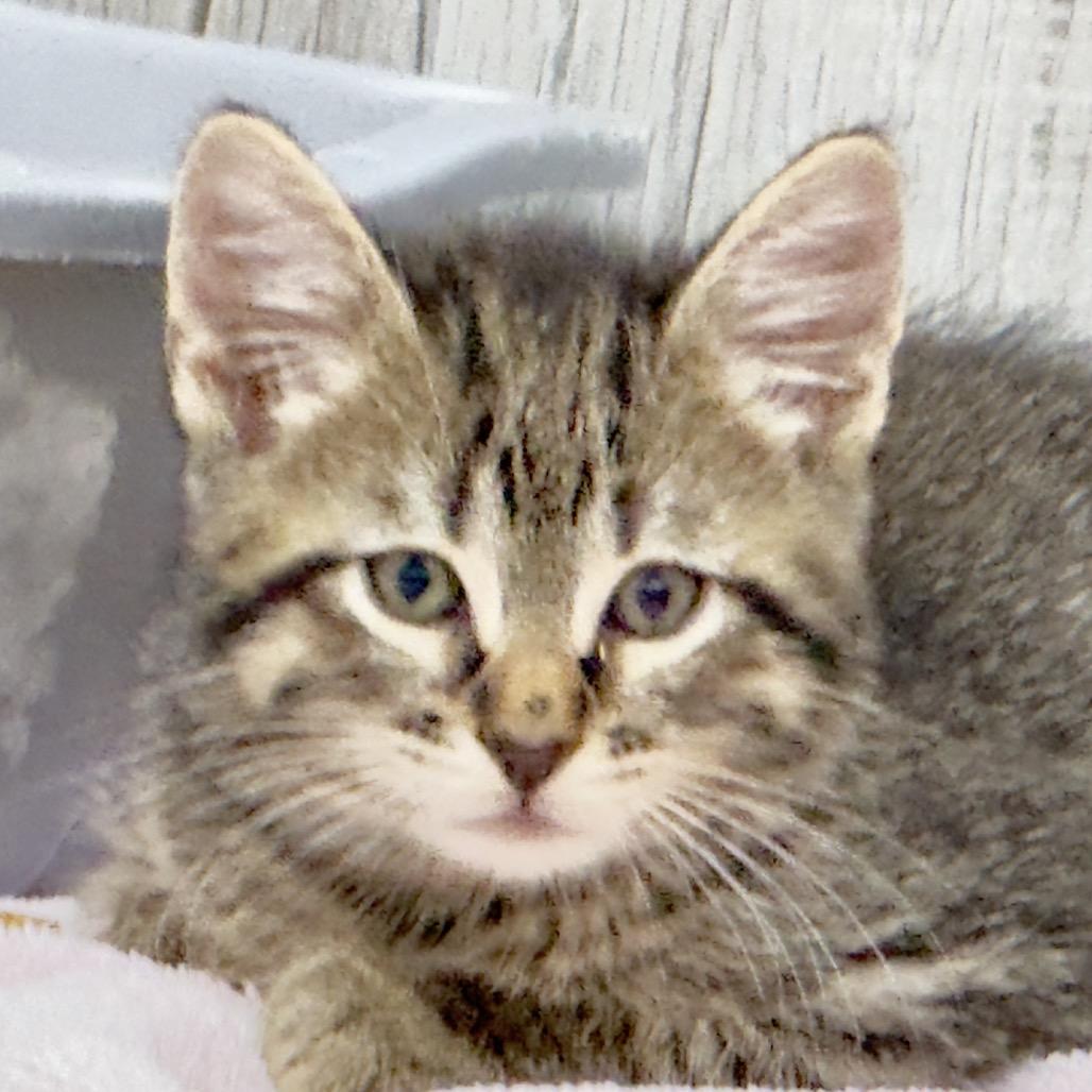 Enlarge Finnick, a Adoptable Domestic Short Hair in Franklin, NC image 4/6