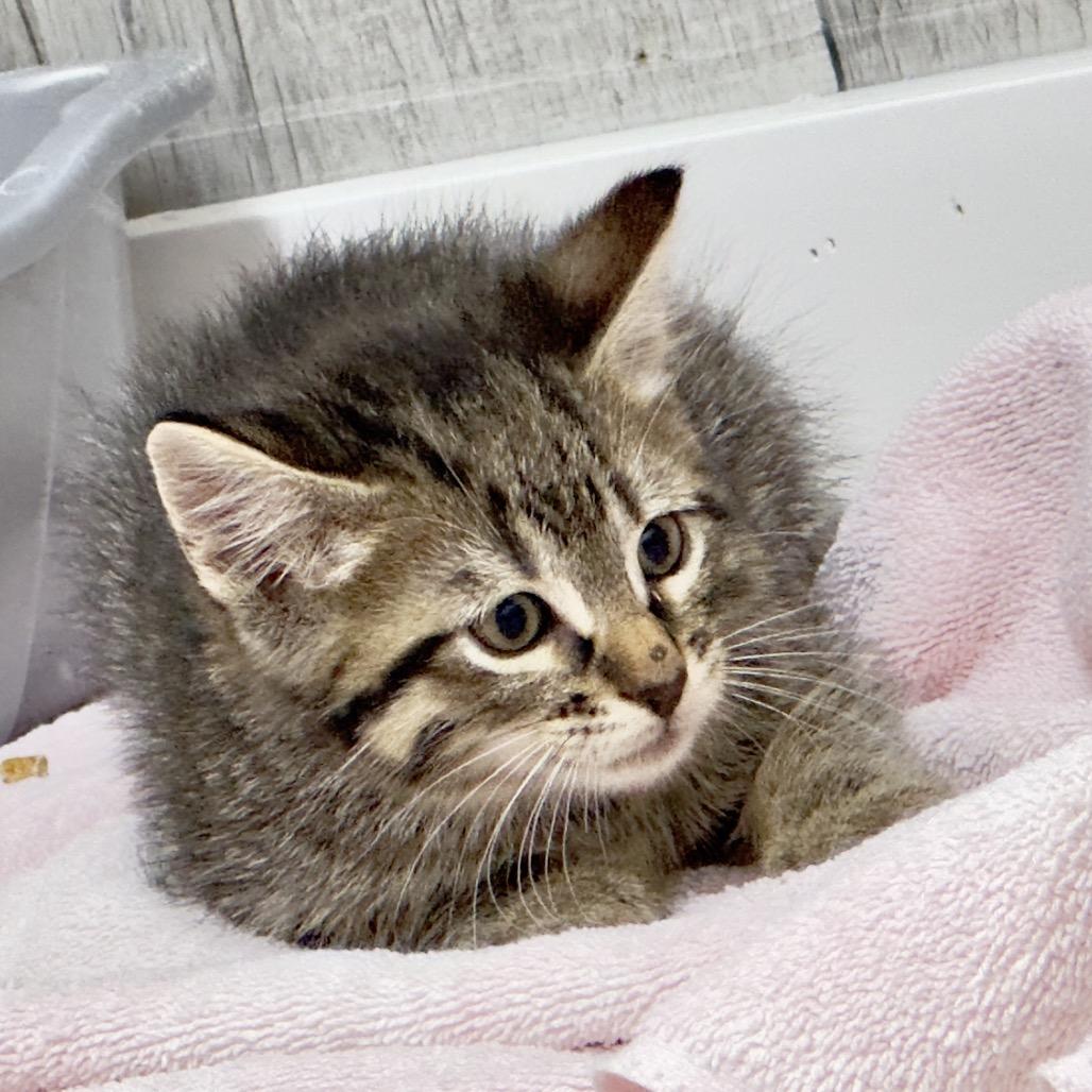 Enlarge Finnick, a Adoptable Domestic Short Hair in Franklin, NC image 6/6