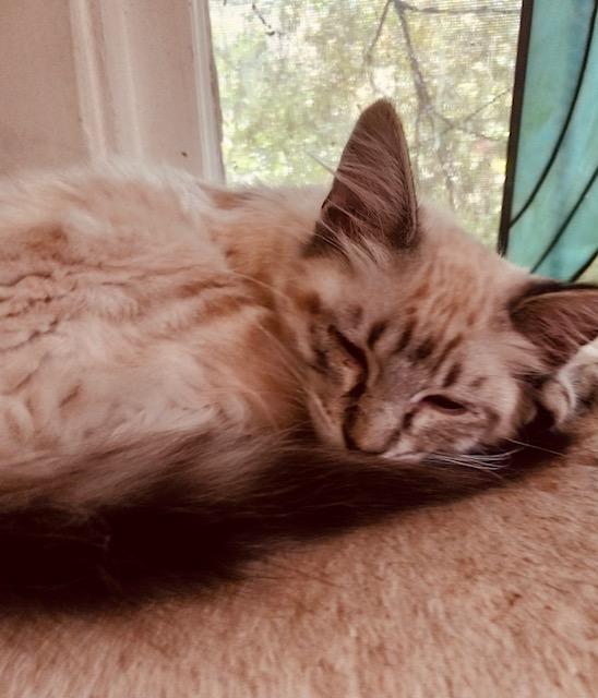 Enlarge Flora, a Adopted mixed breed in Bertram, TX image 2/4