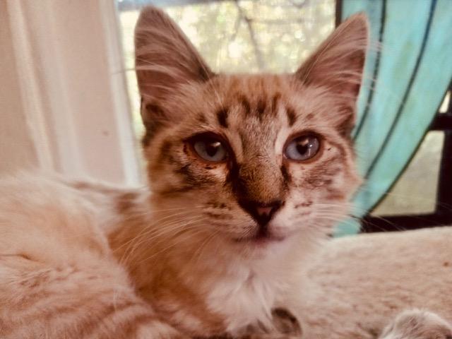 Flora, Adopted, Kitten Female Siamese & American Shorthair.