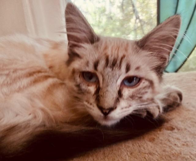 Enlarge Flora, a Adopted mixed breed in Bertram, TX image 4/4