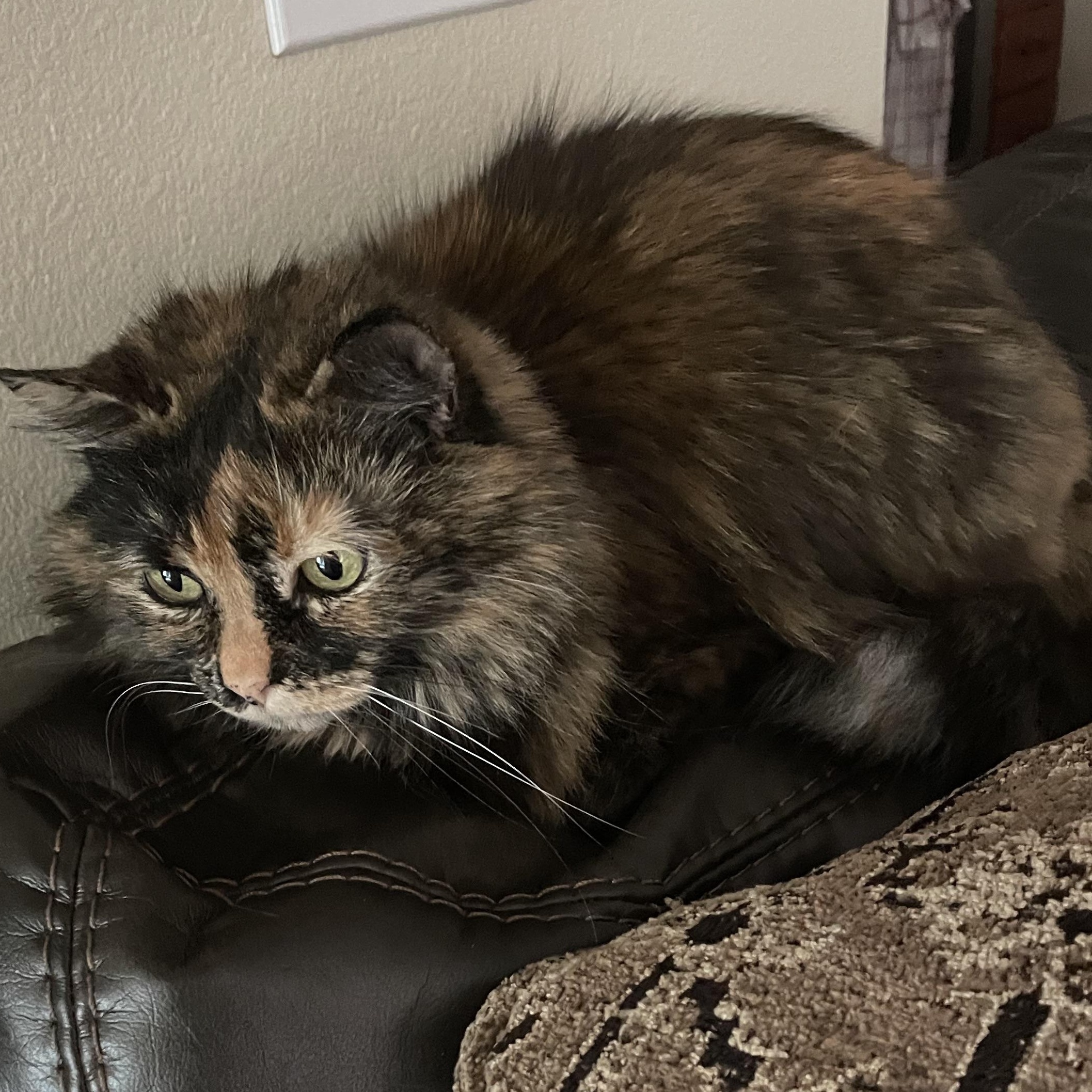 Enlarge Alaska, an adopted Calico in Newport, OR image 2/2