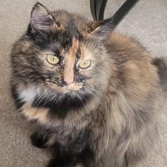 Enlarge Alaska, an adopted Calico in Newport, OR image 1/2
