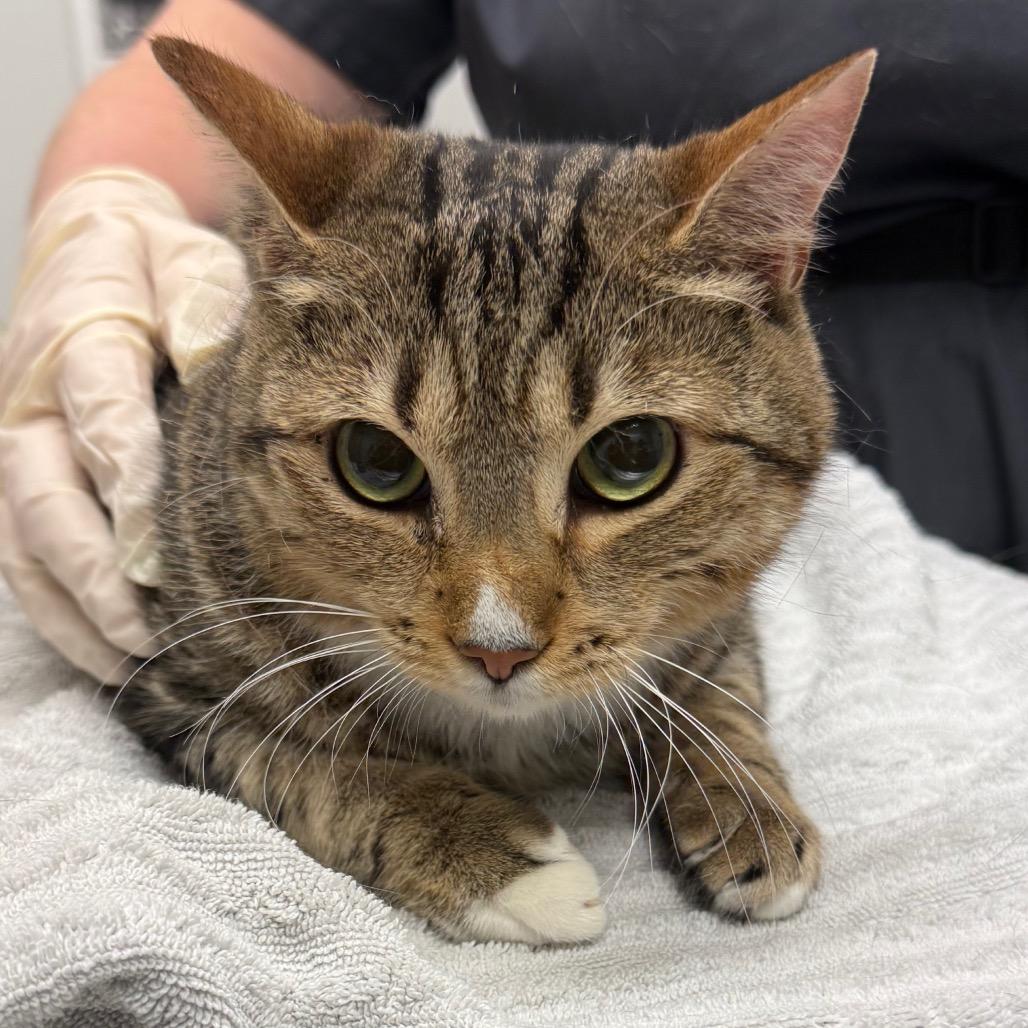 Apricotta, Adoptable, Adult Female Domestic Short Hair.