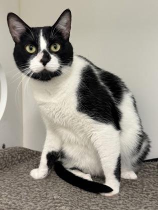 Mateo, Adoptable, Adult Male Domestic Short Hair & Domestic Short Hair.
