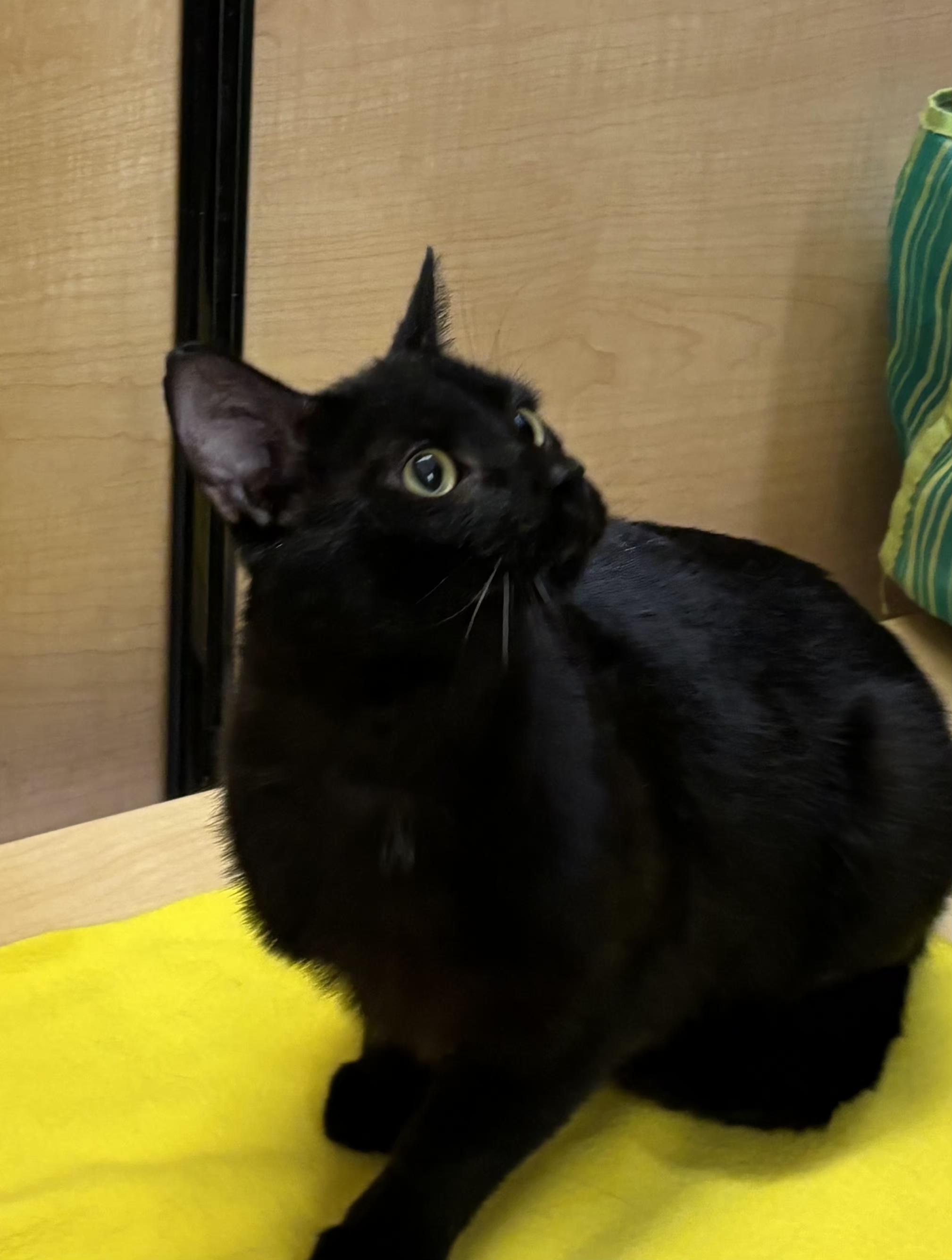 Enlarge Cheeks, a ADOPTABLE mixed breed in Albuquerque, NM image 2/6